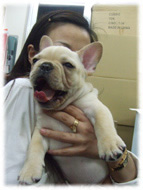 �t�����`�u���h�b�O�i�t���u���j�摜