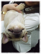 �t�����`�u���h�b�O�i�t���u���j�摜