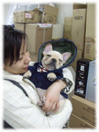 �t�����`�u���h�b�O�i�t���u���j�摜