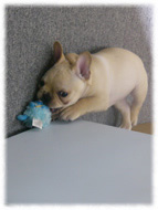 �t�����`�u���h�b�O�i�t���u���j�摜