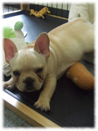 �t�����`�u���h�b�O�i�t���u���j�摜