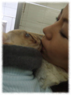 �t�����`�u���h�b�O�i�t���u���j�摜