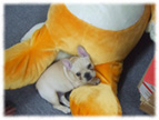 �t�����`�u���h�b�O�i�t���u���j�摜