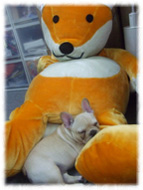 �t�����`�u���h�b�O�i�t���u���j�摜