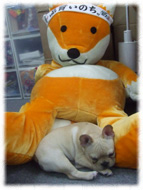 �t�����`�u���h�b�O�i�t���u���j�摜