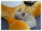 �t�����`�u���h�b�O�i�t���u���j�摜