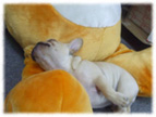 �t�����`�u���h�b�O�i�t���u���j�摜