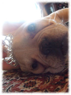 �t�����`�u���h�b�O�i�t���u���j�摜