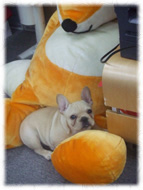 �t�����`�u���h�b�O�i�t���u���j�摜