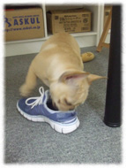 �t�����`�u���h�b�O�i�t���u���j�摜