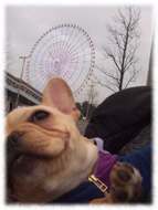 �t�����`�u���h�b�O�i�t���u���j�摜