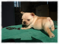 フレンチブルドッグ(フレブル)画像