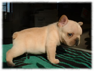 フレンチブルドッグ(フレブル)画像