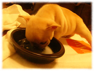 フレンチブルドッグ(フレブル)画像