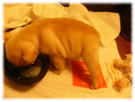 フレンチブルドッグ(フレブル)画像