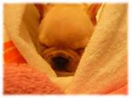 フレンチブルドッグ(フレブル)画像