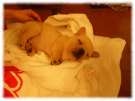 フレンチブルドッグ(フレブル)画像