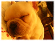 フレンチブルドッグ(フレブル)画像