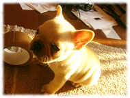 フレンチブルドッグ(フレブル)画像