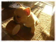 フレンチブルドッグ(フレブル)画像