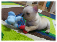 フレンチブルドッグ(フレブル)画像