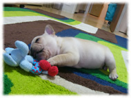 フレンチブルドッグ(フレブル)画像