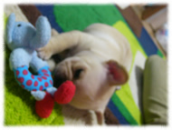 フレンチブルドッグ(フレブル)画像