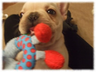 �t�����`�u���h�b�O�i�t���u���j�摜
