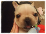 �t�����`�u���h�b�O�i�t���u���j�摜