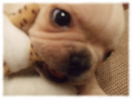 �t�����`�u���h�b�O�i�t���u���j�摜
