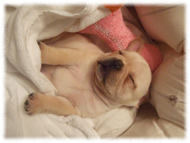 �t�����`�u���h�b�O�i�t���u���j�摜