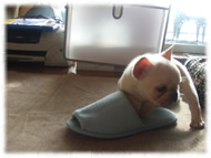 �t�����`�u���h�b�O�i�t���u���j�摜