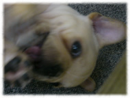 �t�����`�u���h�b�O�i�t���u���j�摜