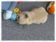 �t�����`�u���h�b�O�i�t���u���j�摜