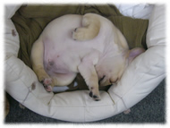 �t�����`�u���h�b�O�i�t���u���j�摜