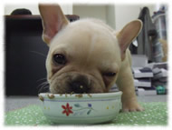 �t�����`�u���h�b�O�i�t���u���j�摜