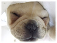 �t�����`�u���h�b�O�i�t���u���j�摜