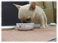 �t�����`�u���h�b�O�i�t���u���j�摜