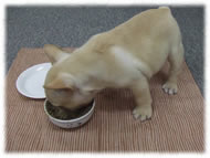 �t�����`�u���h�b�O�i�t���u���j�摜