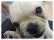 �t�����`�u���h�b�O�i�t���u���j�摜