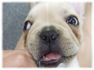 �t�����`�u���h�b�O�i�t���u���j�摜