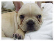 �t�����`�u���h�b�O�i�t���u���j�摜