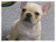 �t�����`�u���h�b�O�i�t���u���j�摜