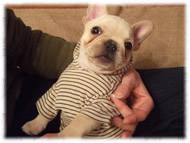 �t�����`�u���h�b�O�i�t���u���j�摜