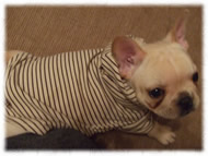 �t�����`�u���h�b�O�i�t���u���j�摜