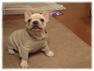 �t�����`�u���h�b�O�i�t���u���j�摜