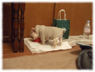 �t�����`�u���h�b�O�i�t���u���j�摜