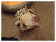 �t�����`�u���h�b�O�i�t���u���j�摜