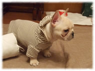 �t�����`�u���h�b�O�i�t���u���j�摜