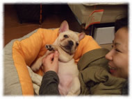 �t�����`�u���h�b�O�i�t���u���j�摜